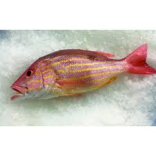 Pargo Guanapo