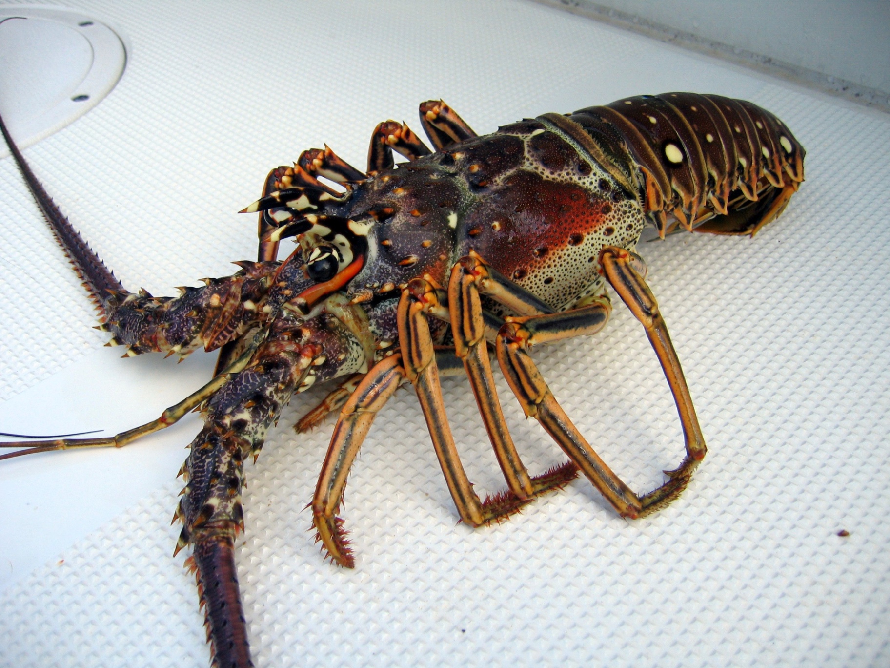 Langosta