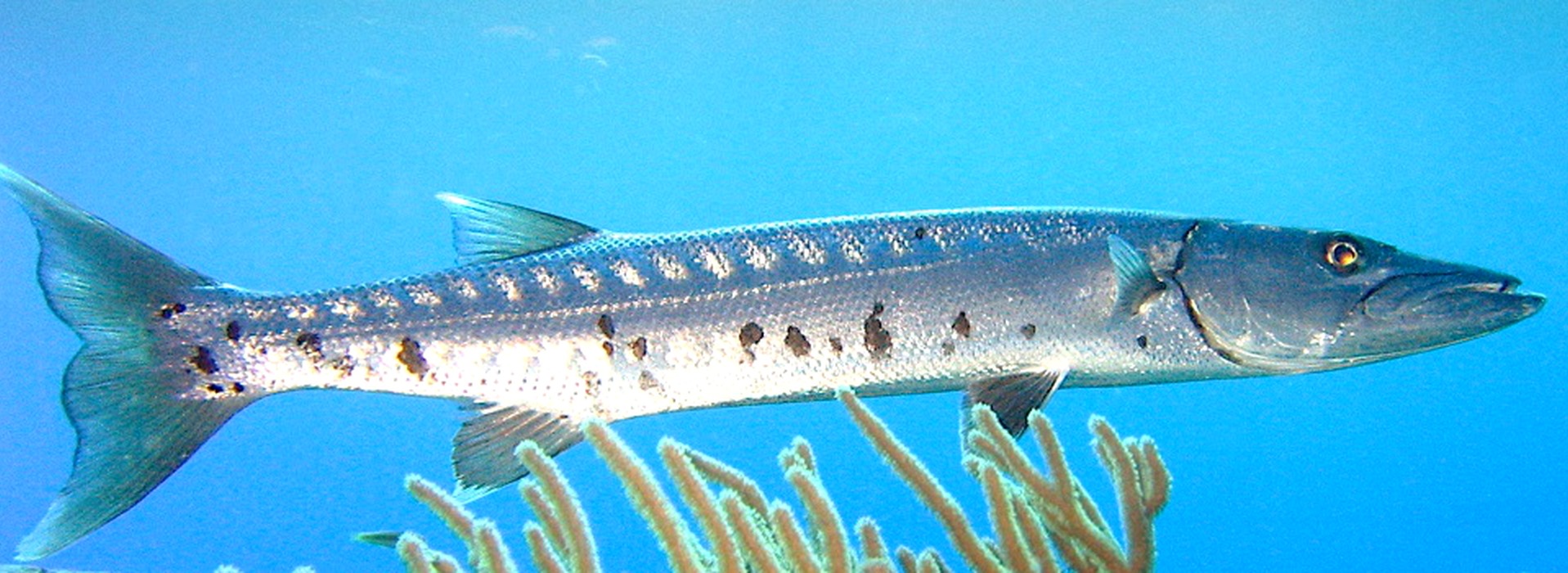 Gran Barracuda