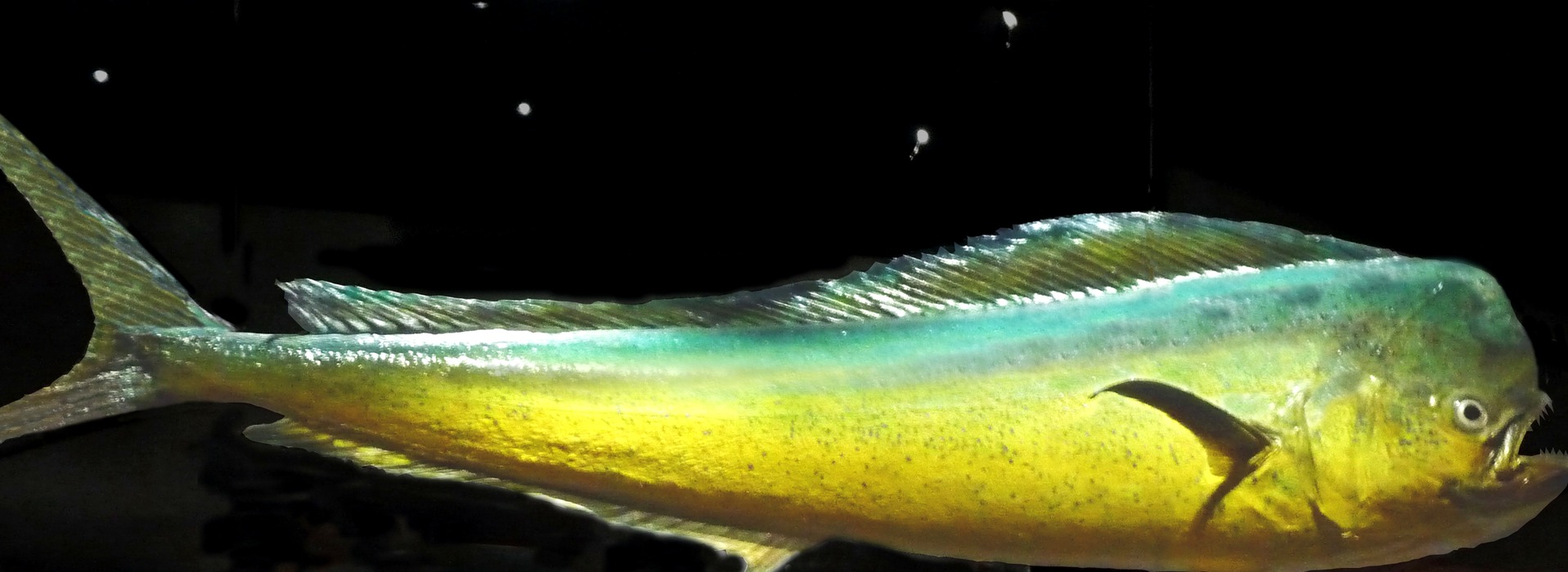Dorado