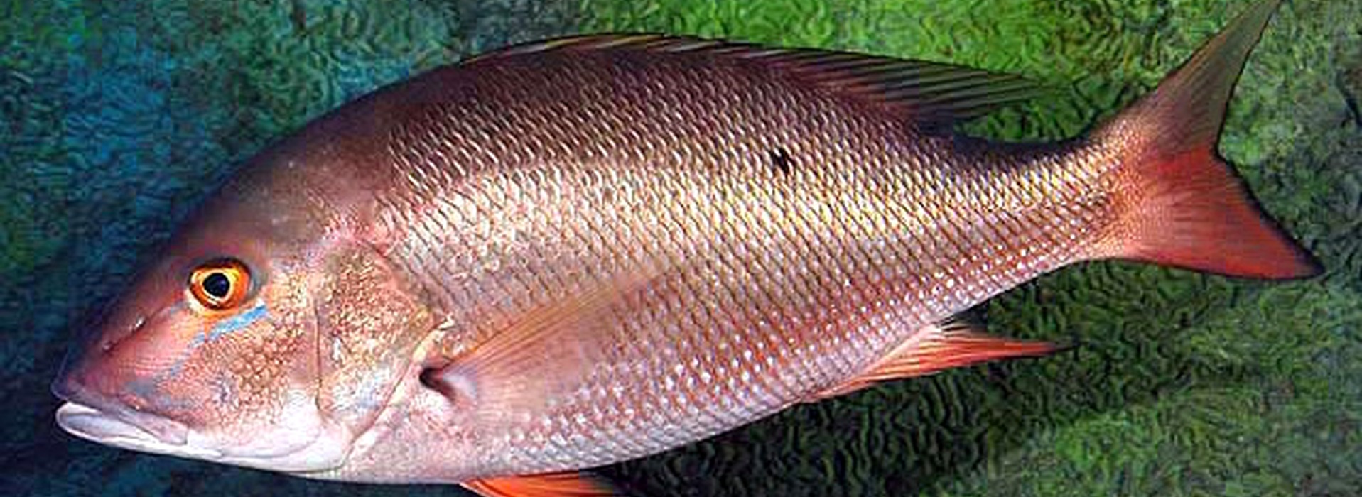 Pargo criollo