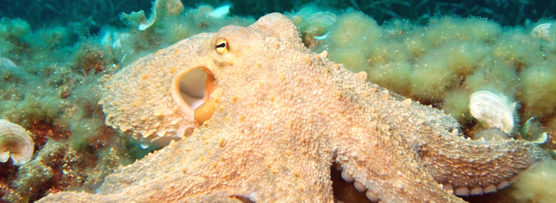 Pulpo común
