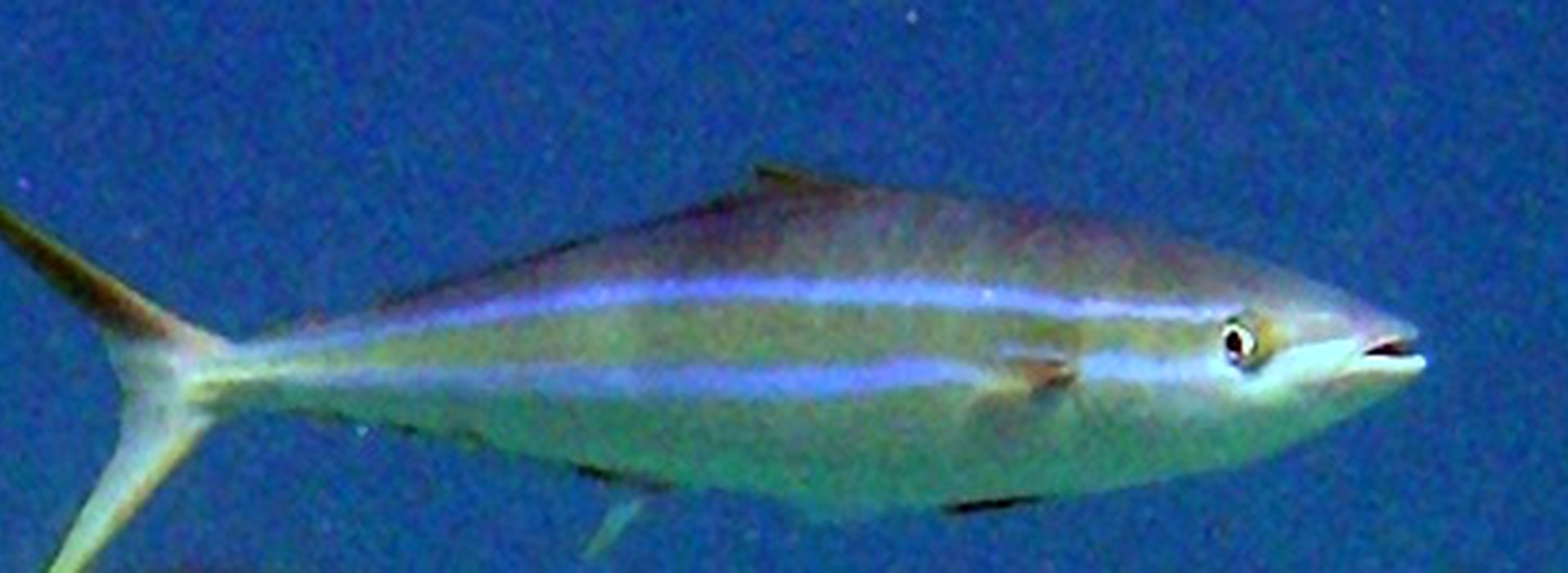 Salmonete