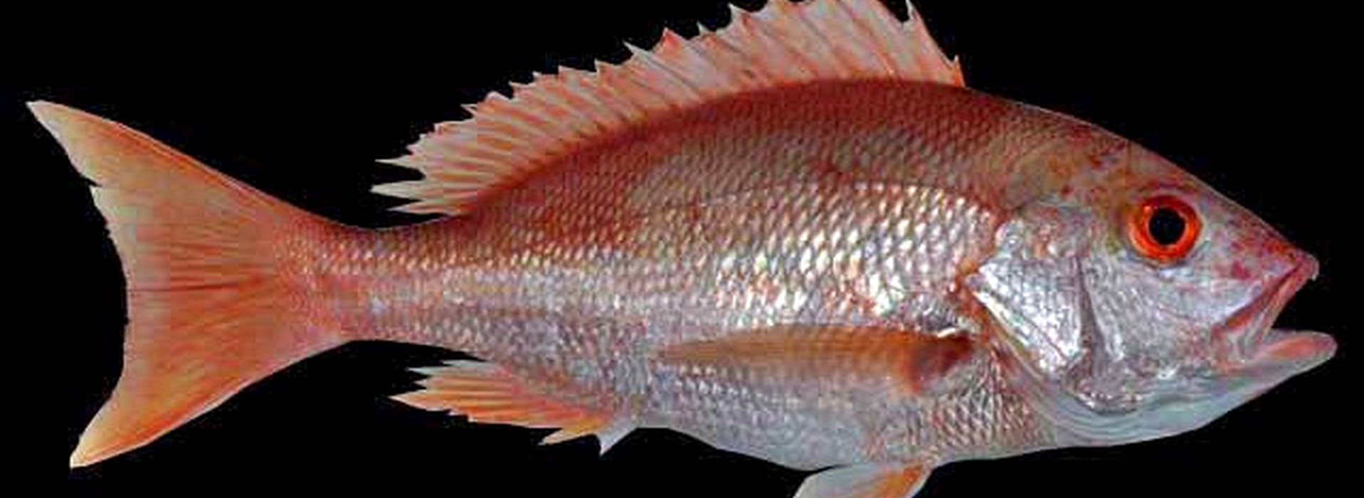 Pargo del Caribe