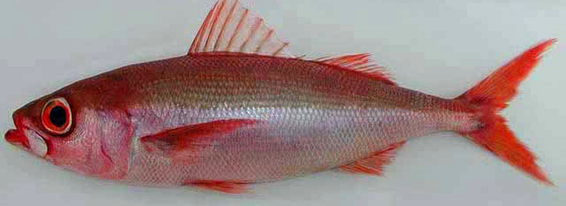 Pez rubí del Atlántico