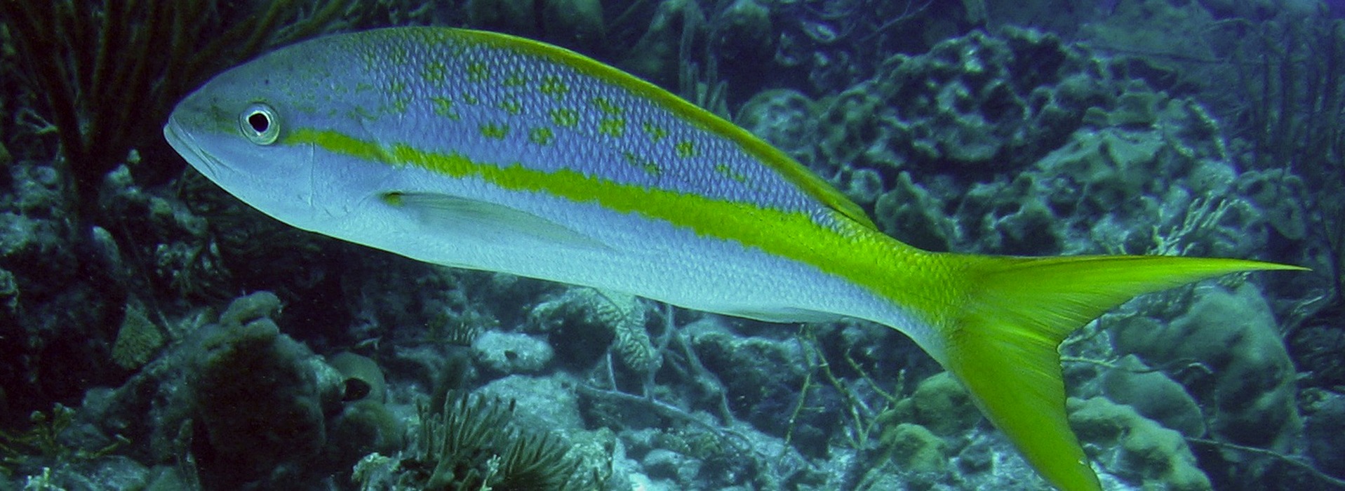 Rabirrubia
